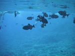 Snorkeling at Molokini
